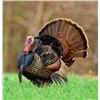 Image 1 : Blue Lands Plantation Turkey Hunt 2 People, 1 Day Donated by Jamie Walker