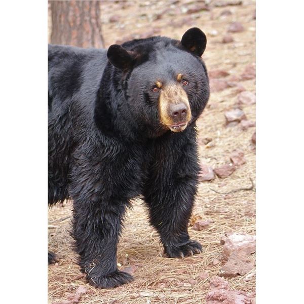 Eastern North Carolina Trophy Black Bear Hunt 1 Person, 4 Days Donated by Chris Hawkins