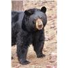 Image 1 : Eastern North Carolina Trophy Black Bear Hunt 1 Person, 4 Days Donated by Chris Hawkins