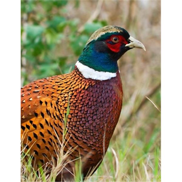 European Tower Pheasant Shoot and Sporting Clays Shoot for 12 to 16 People, 1 Day -SCWA Wildlife Edu