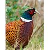 Image 1 : European Tower Pheasant Shoot and Sporting Clays Shoot for 12 to 16 People, 1 Day -SCWA Wildlife Edu