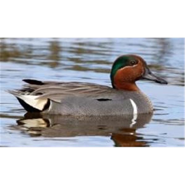 Chris Hawkins Santee Cooper Lakes Duck Club Hunt - 4 People, ½ Day. Donated by Chris Hawkins