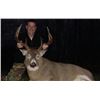 Image 1 : Manitoba Whitetail Hunt - 1 Person, 6 Days Donated by Nitootem Northern Adventures