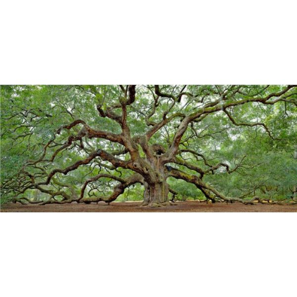 Angel Oak by Artist Kent Porth Donated by Kent Porth