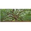 Image 1 : Angel Oak by Artist Kent Porth Donated by Kent Porth