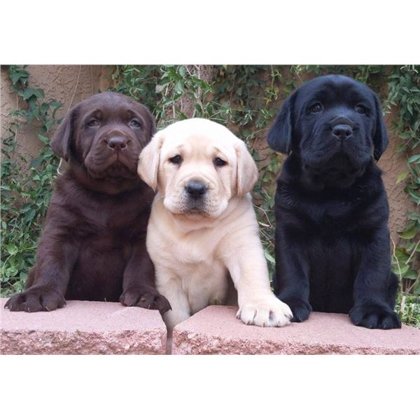 AKC Registered Lab Puppy