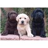 Image 1 : AKC Registered Lab Puppy