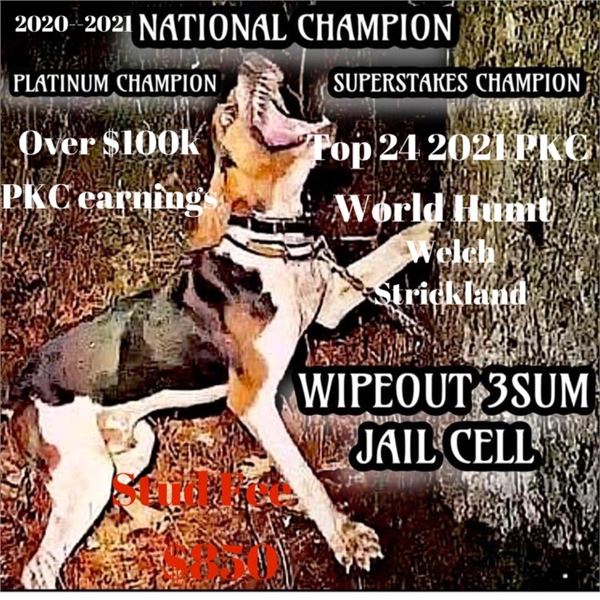 Parent/Child Raccoon Hunt with World Champion Coon Dog Owner Ken Strickland. 4 People, 1 Day