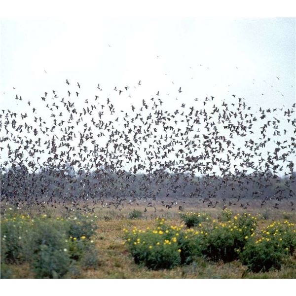 Argentina Duck, Perdiz and Dove Hunt - 2 Person, 3 Days Donated by Pampa Adventures pampaadventures.