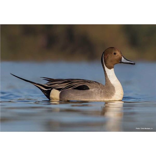 Louisiana Duck Hunt and Fishing Trip - 2 People, 3 Days Ducks Plus Hunting Lodge - Houma, LA - Milto