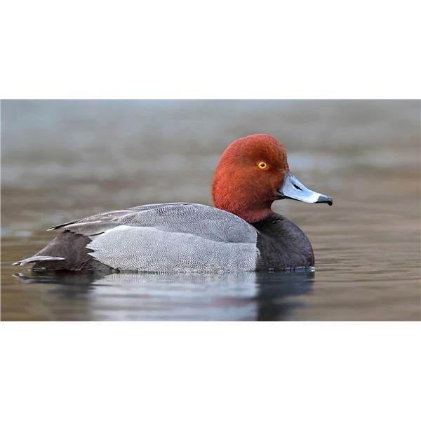 Box Blind Duck Hunt -  Pamlico Sound, North Carolina - 4 People, ½ Day Hunt - Donated by Killum Guid