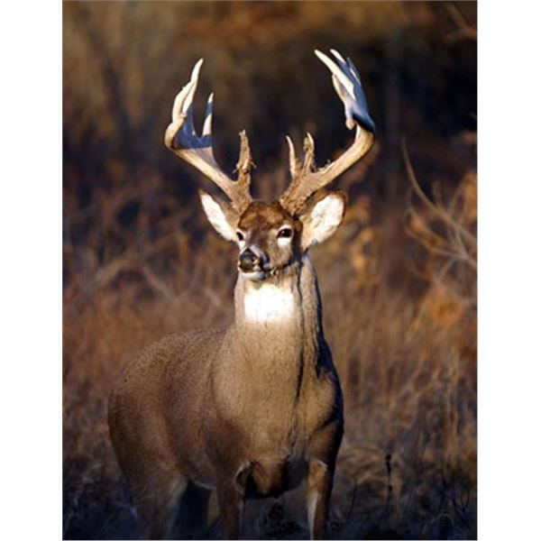 Kansas Deer Tag kansas-deer-tag