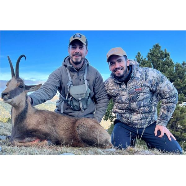 Pyrenean Chamois Hunt