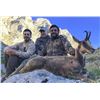 Image 2 : Pyrenean Chamois Hunt