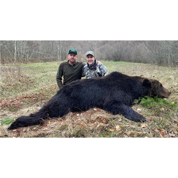 Brown Bear Hunt in Croatia