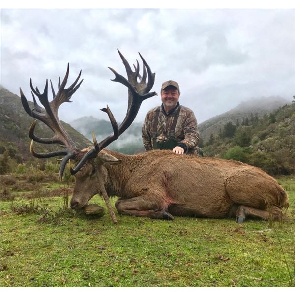 Red Stag in New Zealand