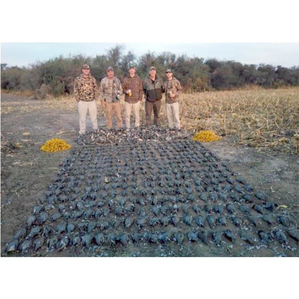 High Volume Dove Shoot in Argentina