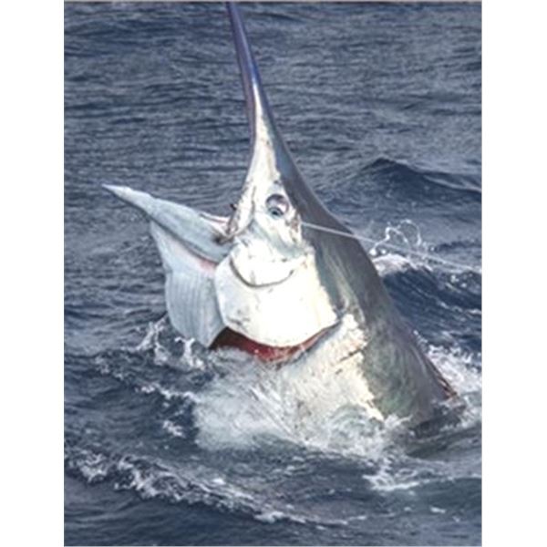 9 Day Safari Plus Marlin and Tigerfishing Trip