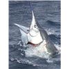 Image 1 : 9 Day Safari Plus Marlin and Tigerfishing Trip