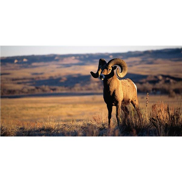 NEBRASKA BIGHORN SHEEP VIEWING FOR 2
