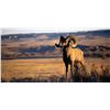Image 1 : NEBRASKA BIGHORN SHEEP VIEWING FOR 2