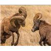 Image 2 : NEBRASKA BIGHORN SHEEP VIEWING FOR 2