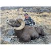 Image 10 : UTAH CALIFORNIA BIGHORN SHEEP PERMIT