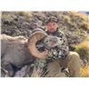 Image 3 : UTAH CALIFORNIA BIGHORN SHEEP PERMIT