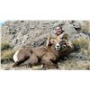 Image 8 : UTAH CALIFORNIA BIGHORN SHEEP PERMIT