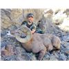 Image 9 : UTAH CALIFORNIA BIGHORN SHEEP PERMIT