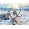 Image 5 : 6-DAY MULE DEER HUNT IN CANADA