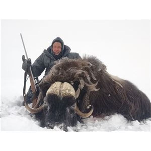 NORTHWEST TERRITORIES MUSK OX HUNT