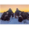 Image 3 : NORTHWEST TERRITORIES MUSK OX HUNT