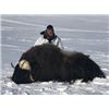 Image 4 : NORTHWEST TERRITORIES MUSK OX HUNT