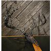 Image 2 : MULE DEER CHAIN ART