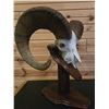 Image 2 : SOUTH DAKOTA RAM SKULL