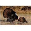 Image 2 : IOWA TURKEY HUNT