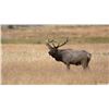 Image 3 : NEBRASKA NON-RESIDENT ELK TAG