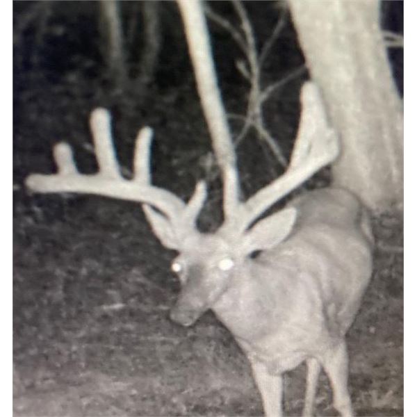 IOWA FIREARM DEER HUNT