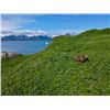 Image 7 : 6-DAY LUXURY YACHT BASED WILDLIFE VIEWING AND FISHING TRIP ON THE KATMAI FOR 14