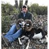 Image 3 : 4-DAY SPANISH IBERIAN MOUFLON HUNT