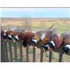 Image 1 : 3-DAY MISSOURI PHEASANT HUNT