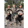 Image 1 : 3-DAY SONORA, MEXICO GOULDS TURKEY HUNT