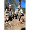 Image 3 : 4-DAY MEXICO COUES DEER HUNT