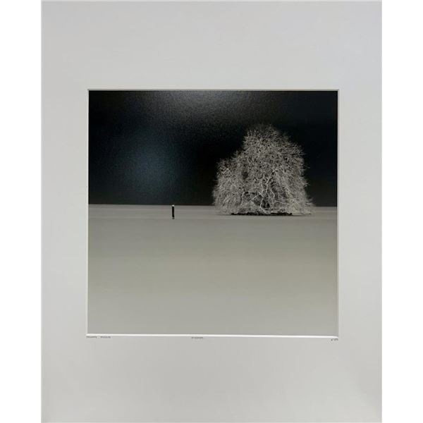 Philippe Mougin France Hivernal Landscape Winter Tree Minimalism