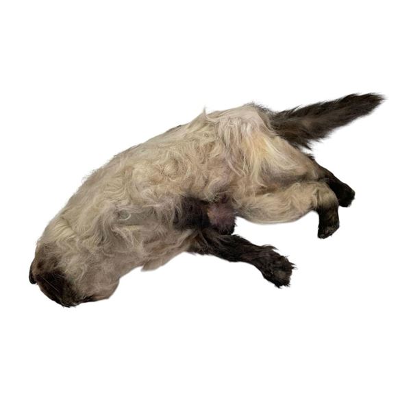 Meet the Fockers (2004) - Mr. Jinx Stunt Cat 28" long