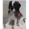 Image 1 : HAND PAINTED PORCELAIN DOG