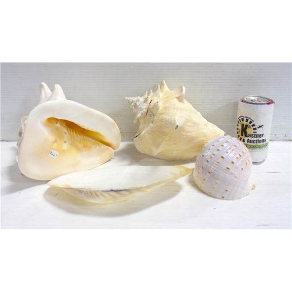 2 LARGE CONCH SHELLS + 2 LARGE SEASHELLS