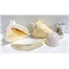 Image 1 : 2 LARGE CONCH SHELLS + 2 LARGE SEASHELLS