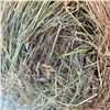 Image 4 : Grass Hay Bales   Avg Wt 1315 lbs  Pickseed Variety Please look at pictures for details